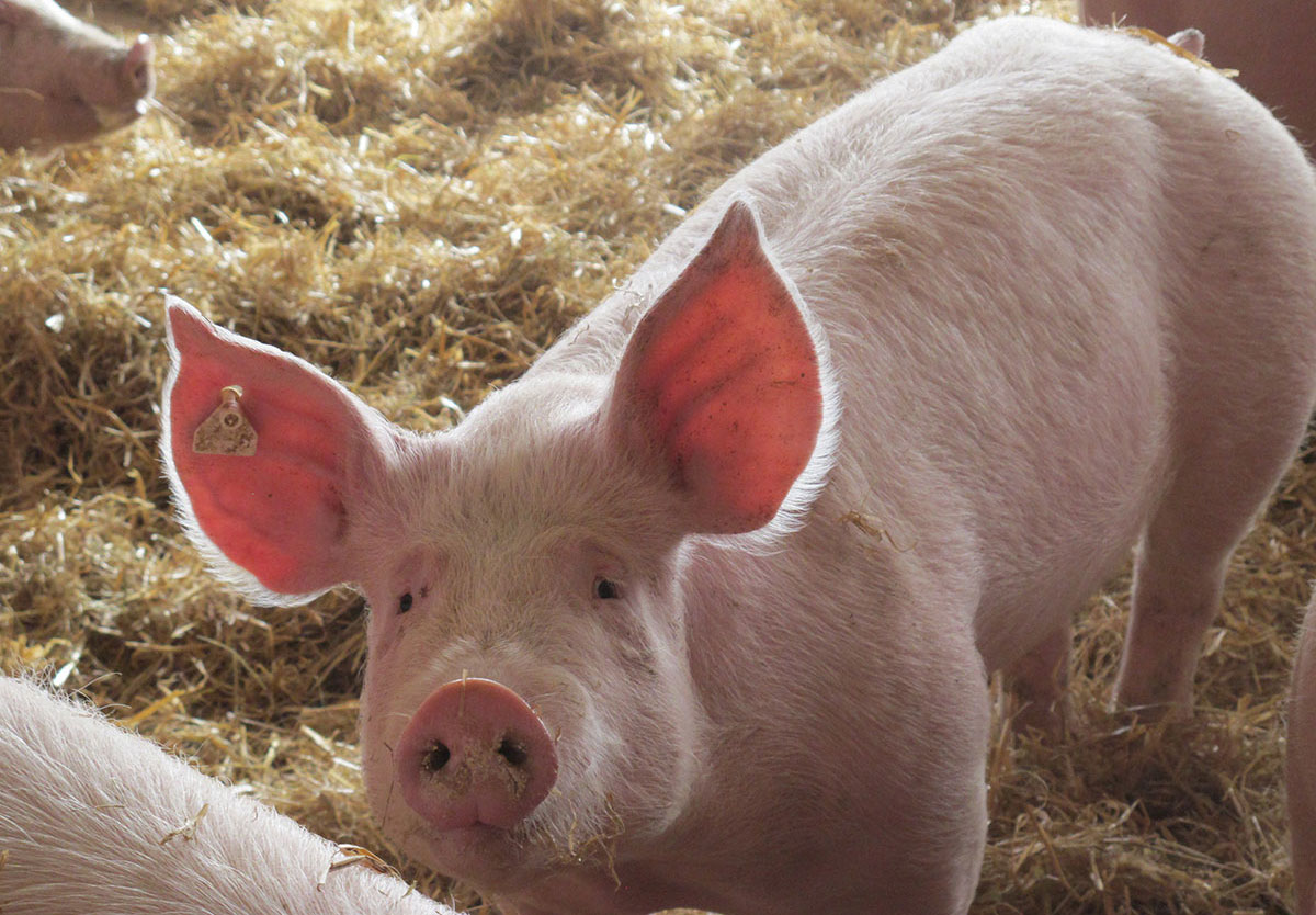 Schwein im Stall auf Stroh